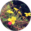 Panh Chu profile picture